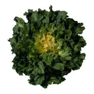 Scarola grezza