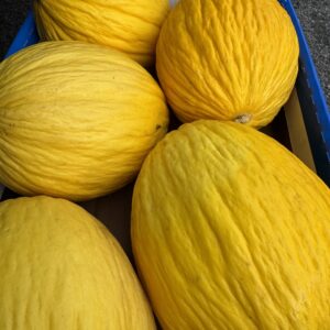 Melone Giallo