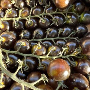 Ciliegino nero